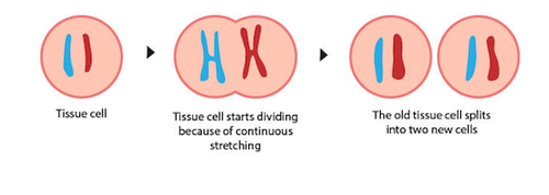 Cytokinesis