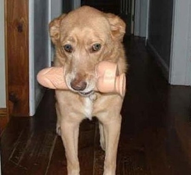 dog chewing dildo