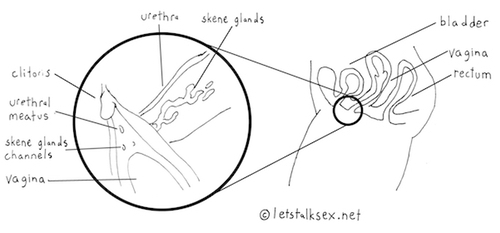 grafenberg spot anatomical